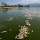 Mass fish deaths in Lke Cajititlan