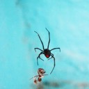 Lakeside’s most hazardous spiders 