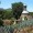 An exotic orchard of hidden falls, heavenly  swimming hole & an amazing strangler-fig bridge